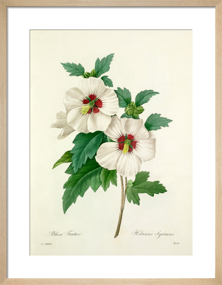 Althea Frutex : Hibiscus syriacus