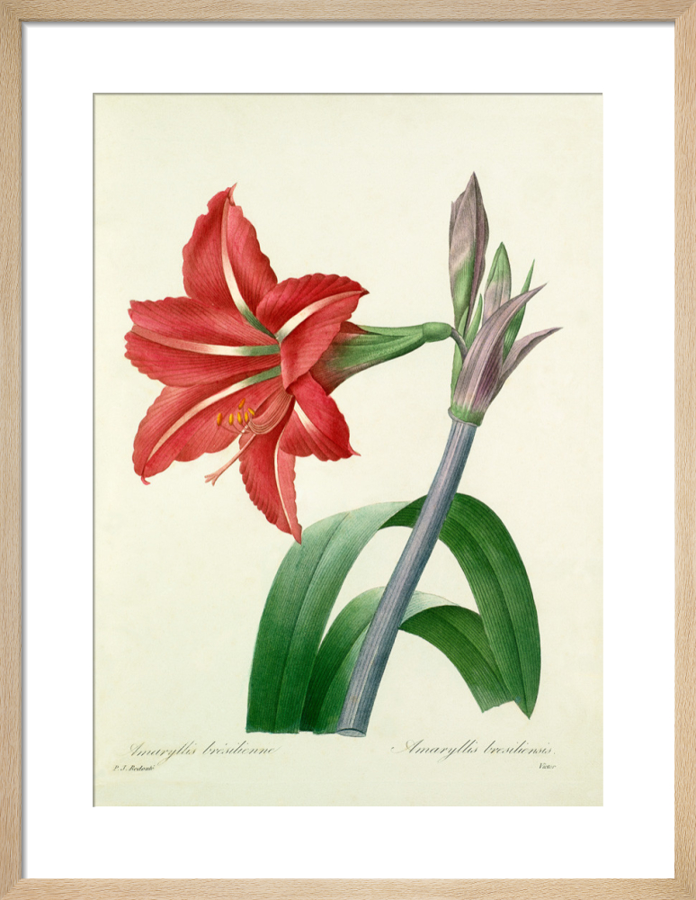 Amaryllis brasilienne, Amaryllis bresiliensis