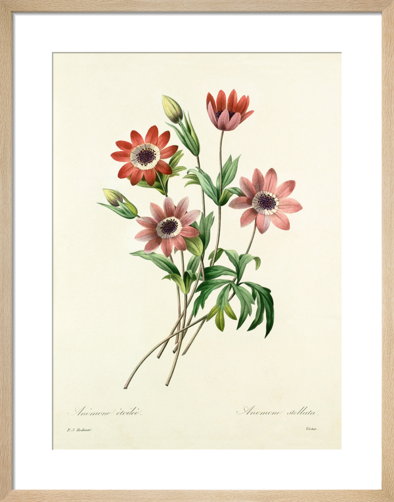 低価格 Anemone étoilée, Anémone stellata Joseph Pierre by Print Art 絵画