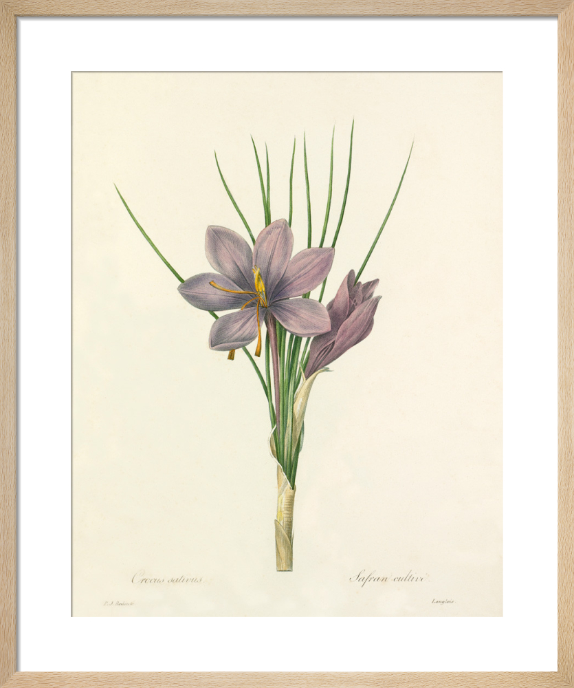 Crocus sativus : Safran cultive