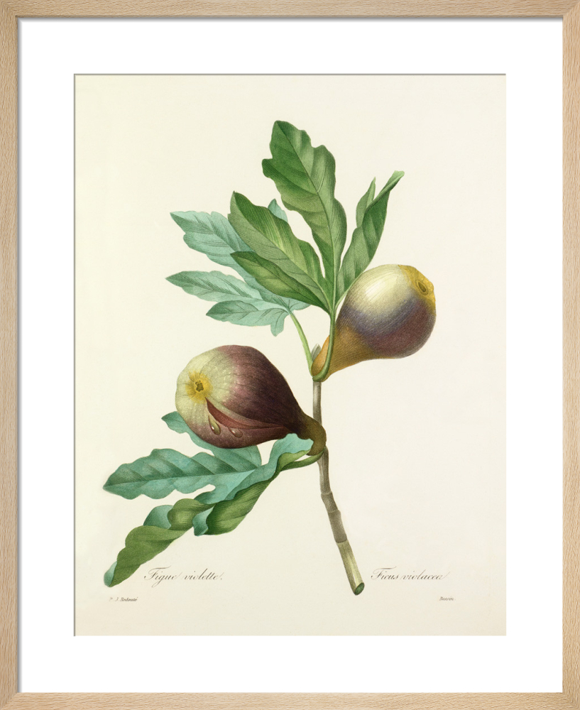 Figue violette : Ficus violacea