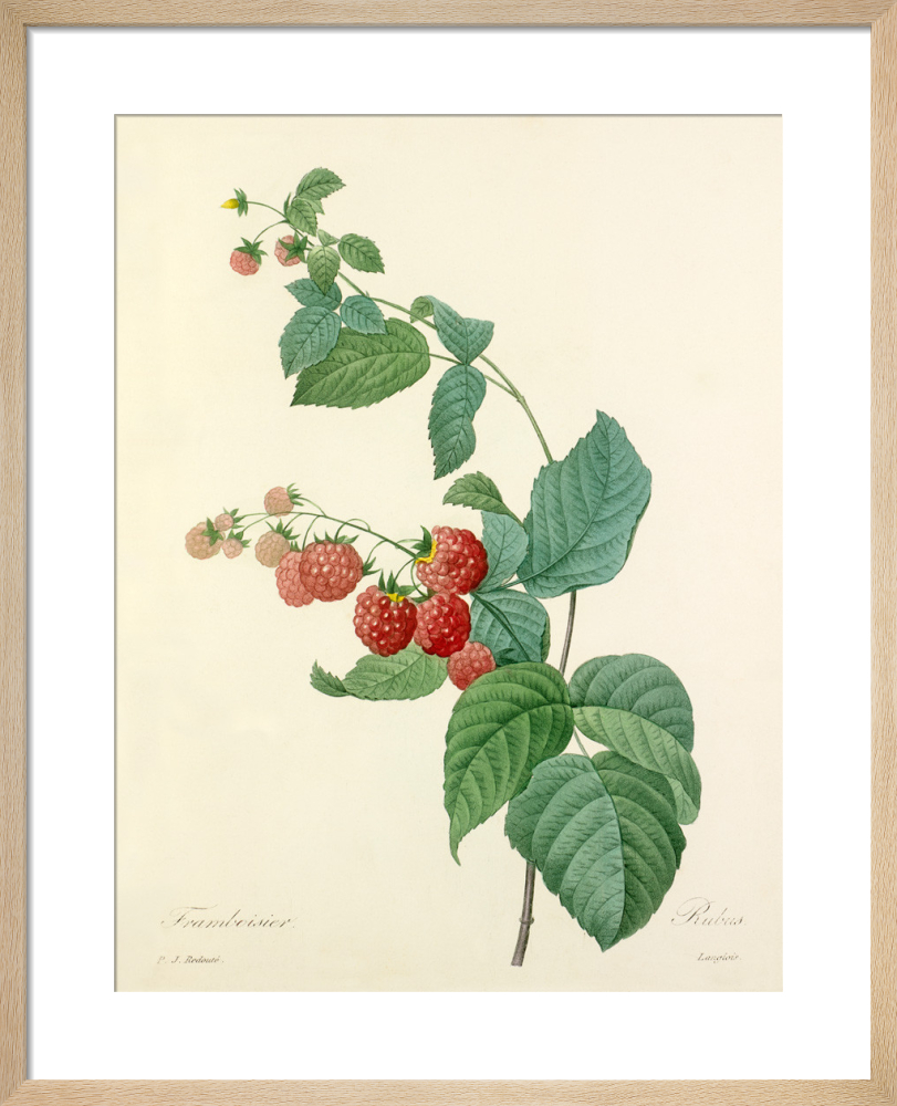 Framboisier : Rubus