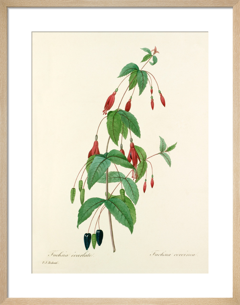 Fuchsia écarlate : Fuchsia coccinea