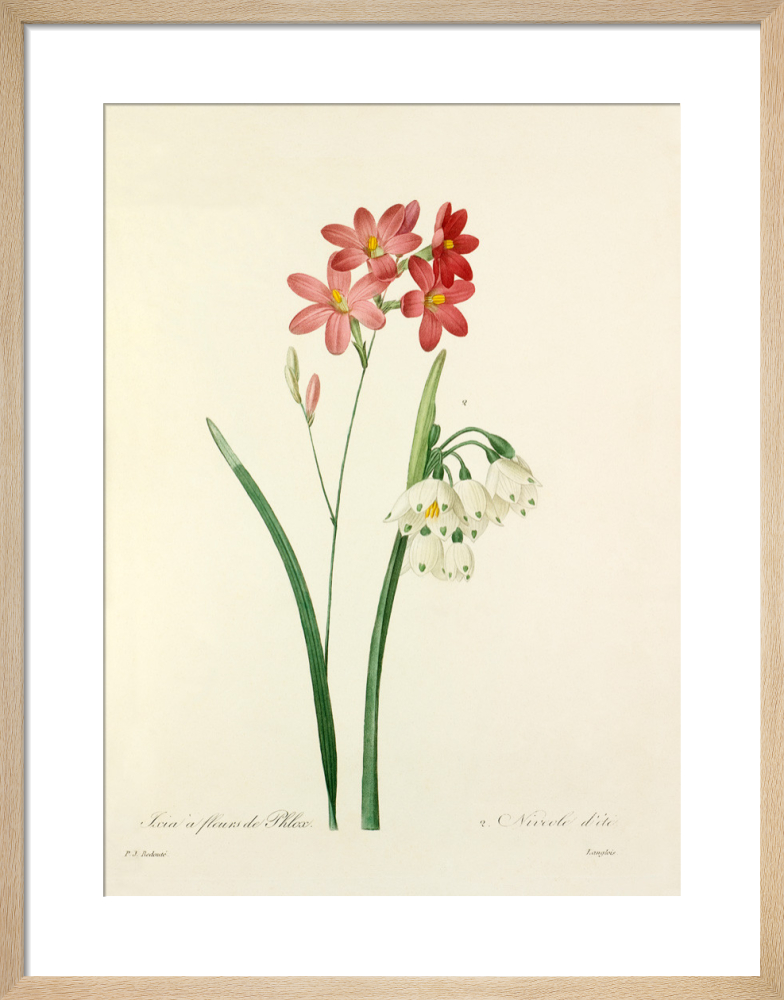 1. Ixia à fleurs de Phlox, 2. Niveole d&#39;été