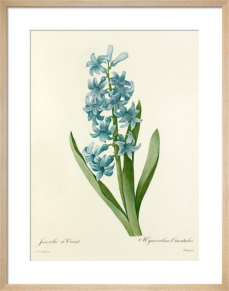 Vintage Floral Amaryllis – CotonHouse