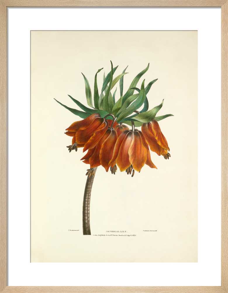 Camellia japonica Art Print by Charles Joseph Hullmandel