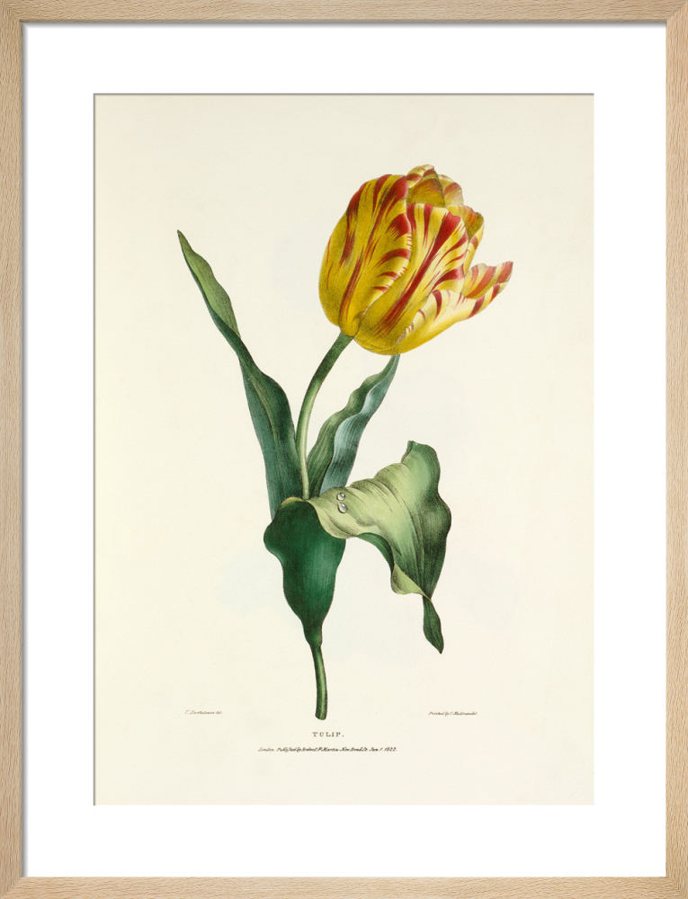 Camellia japonica Art Print by Charles Joseph Hullmandel