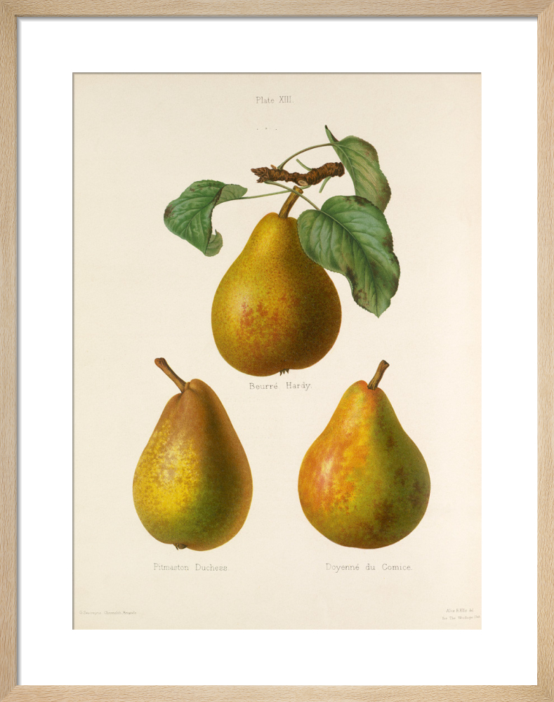 The Early Green Hairy Gooseberry Art Print by S. Watts | King & McGaw