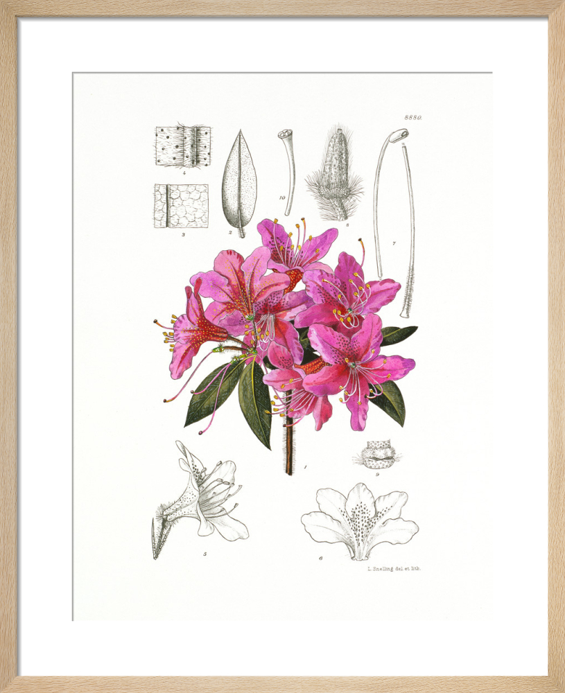 Rhododendron villosum