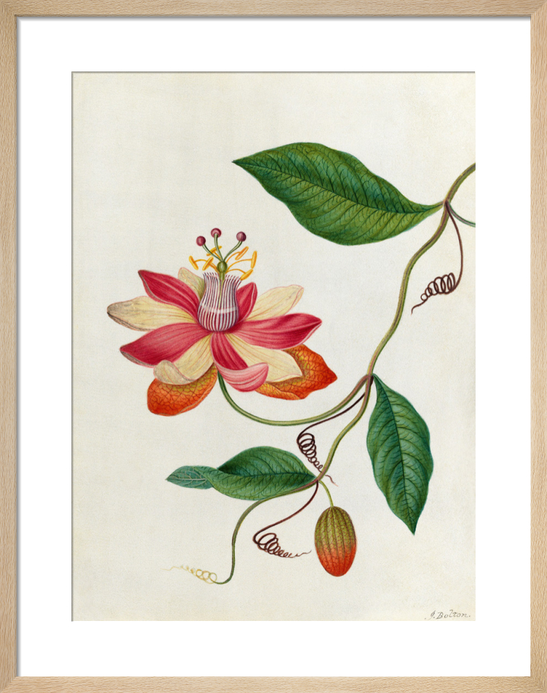 Monier's Passion Flower