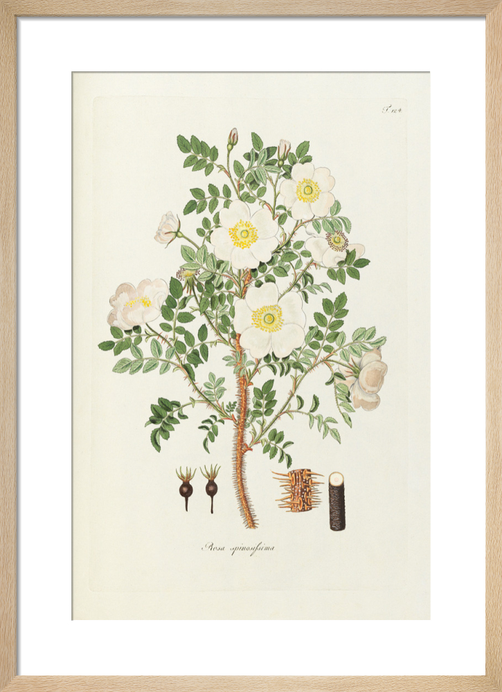 T124. Rosa spinosissima