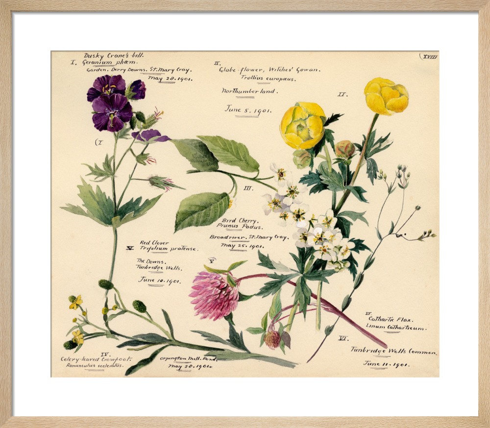 Wildflower Composite XVIII