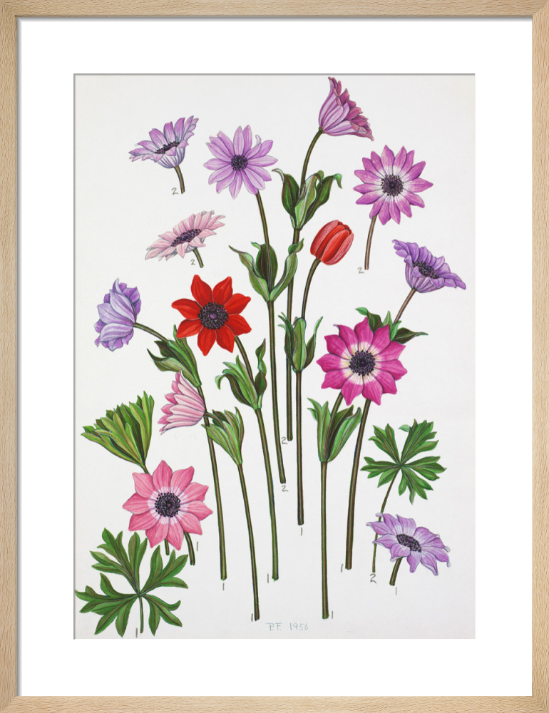 Anemone pavonina, Anemone stellata, Anemone hortensis