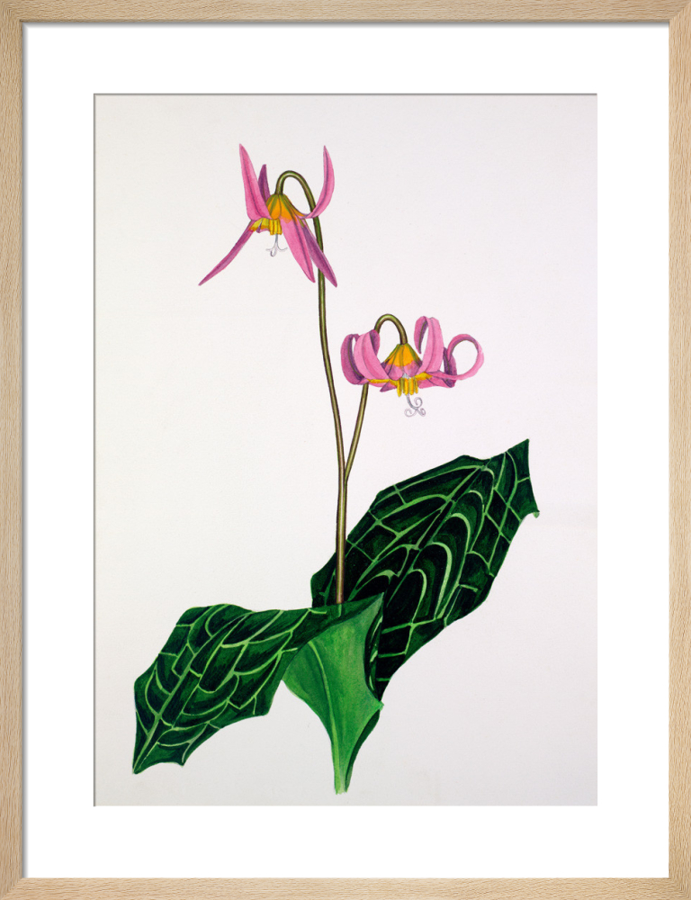 Erythronium &#39;Rose Beauty&#39;