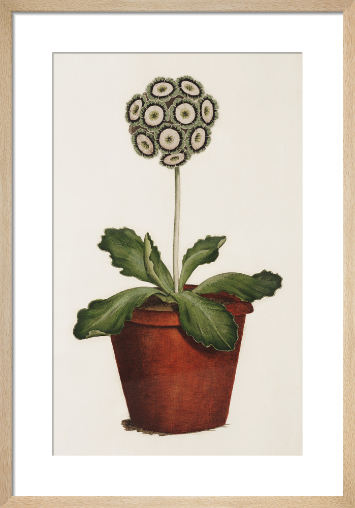 Bertle&#39;s Royal Sportsman, an Auricula