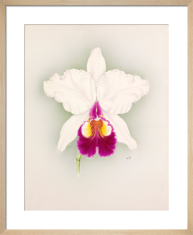 Cattleya x hardyana Alba Pitts variety