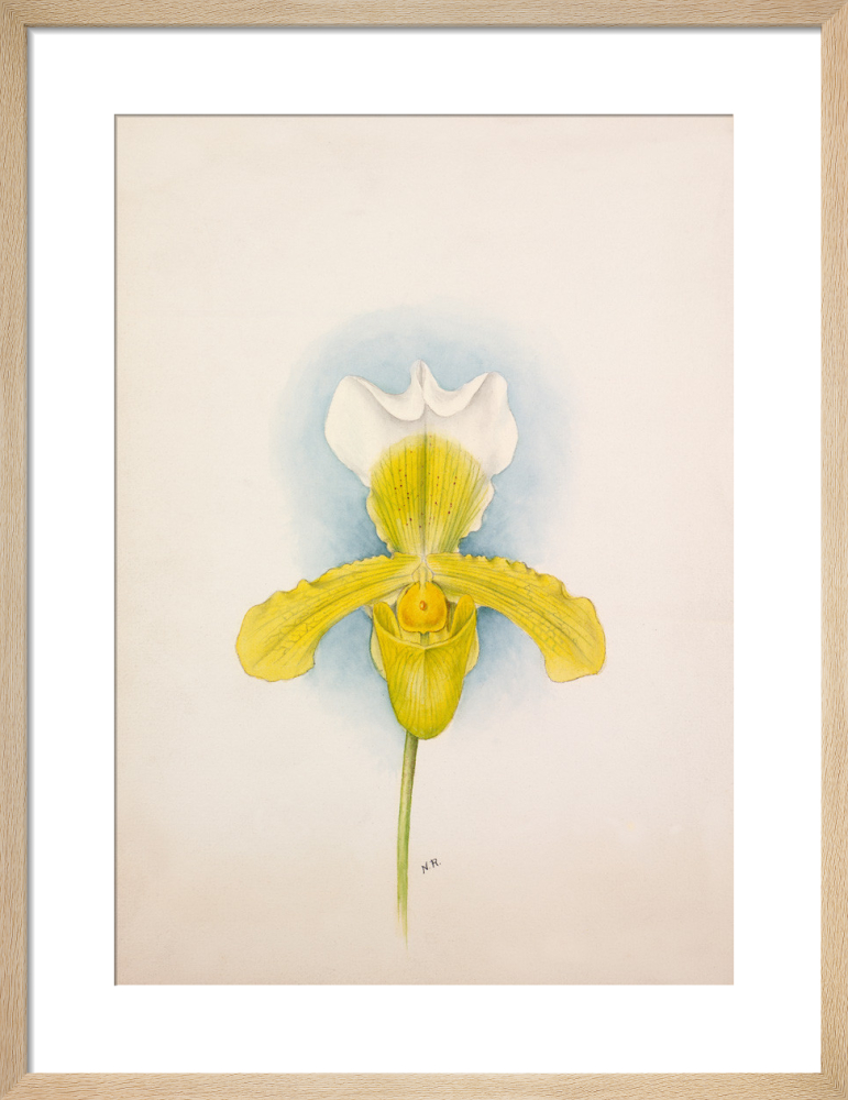 Cypripedium x San de Derai superbum