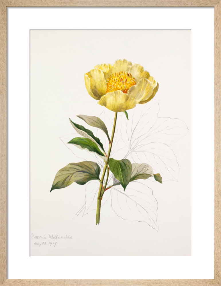 Paeonia mlokosewitschii