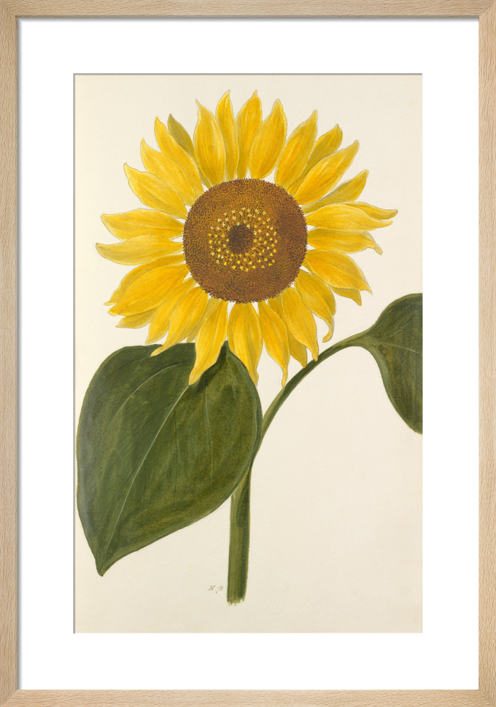 Sunflower 1957/エルスワース ケリー/ポスター - 印刷物