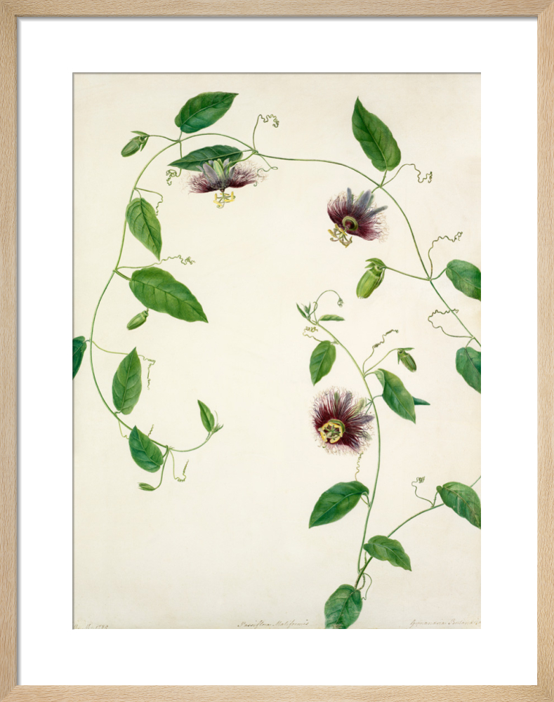 Passiflora maliformis