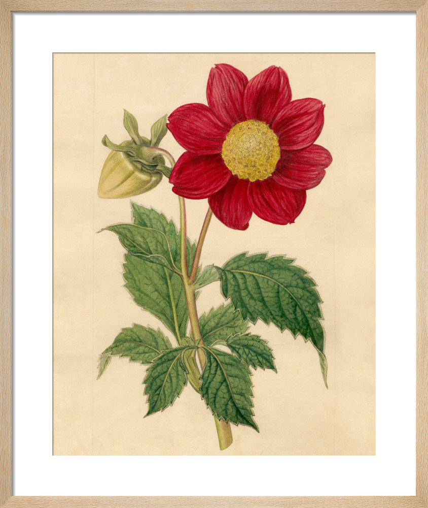 Dahlia superflua, Crimson-flowered