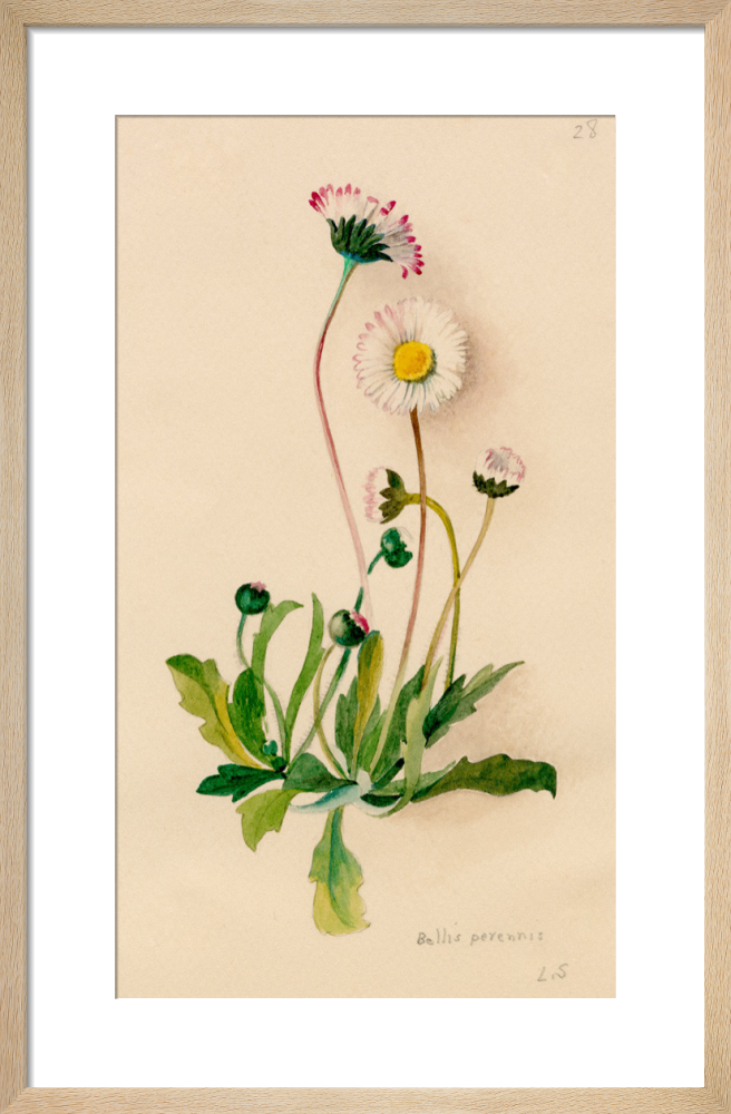 Bellis perennis