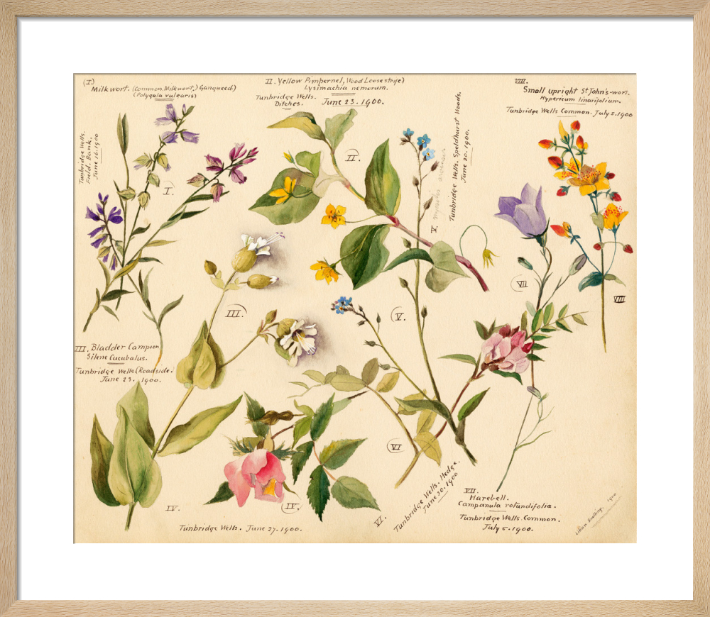 Wild flowers composite