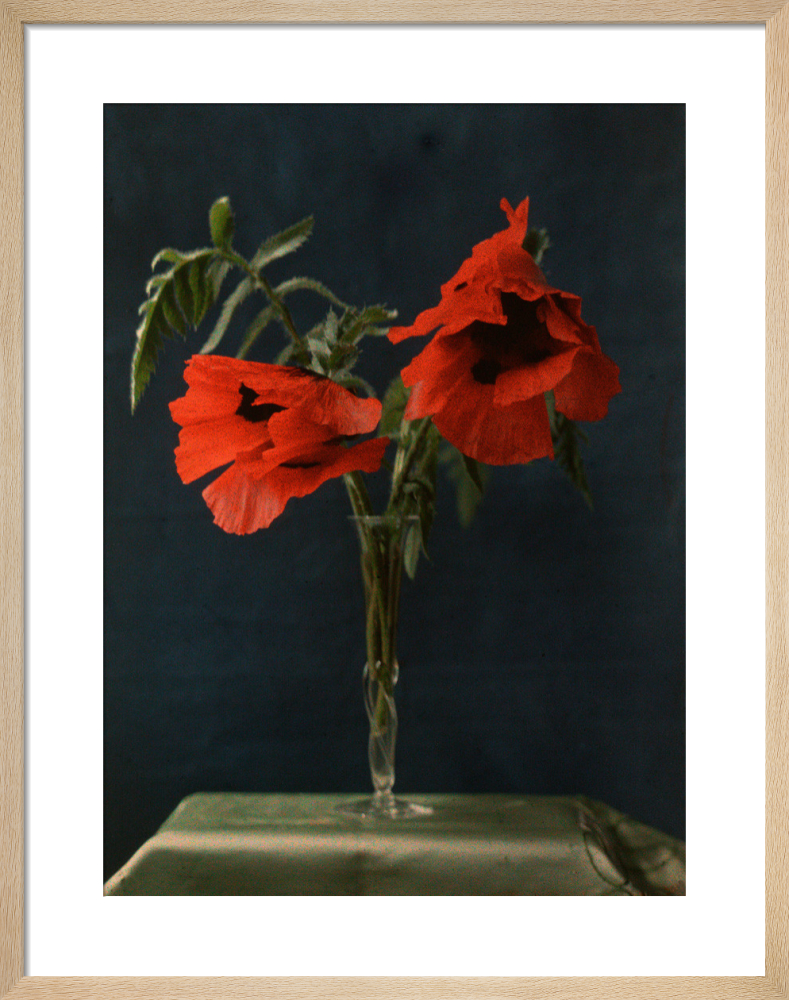 Red Poppies in Vase