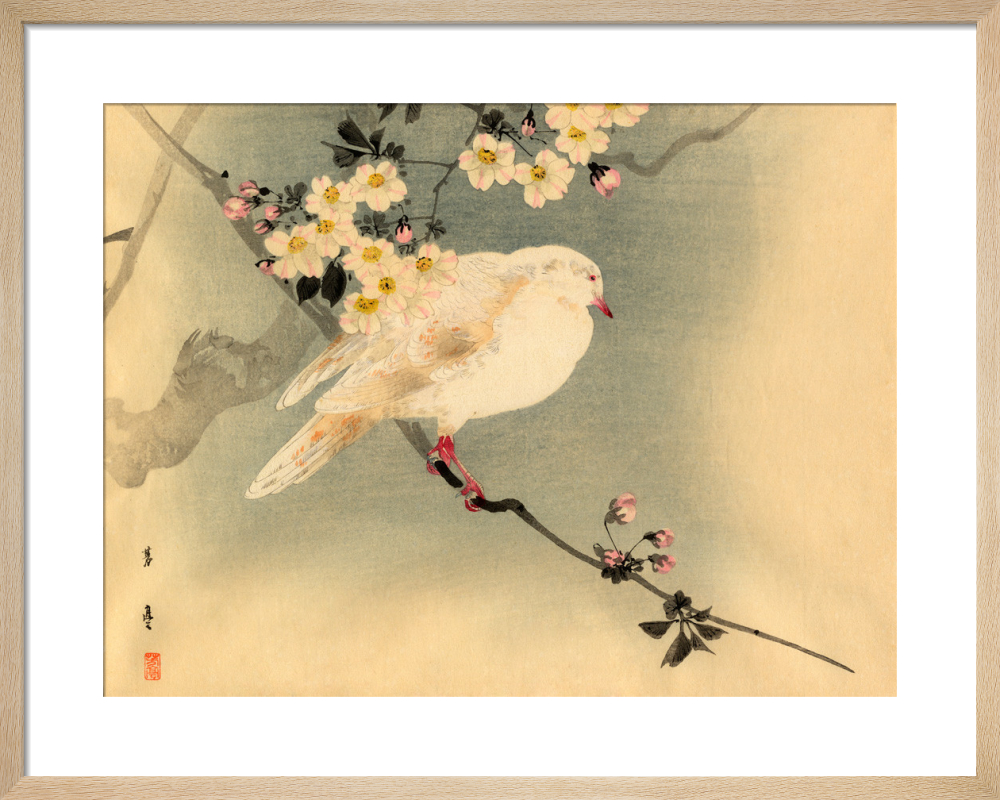Dove with Blossom