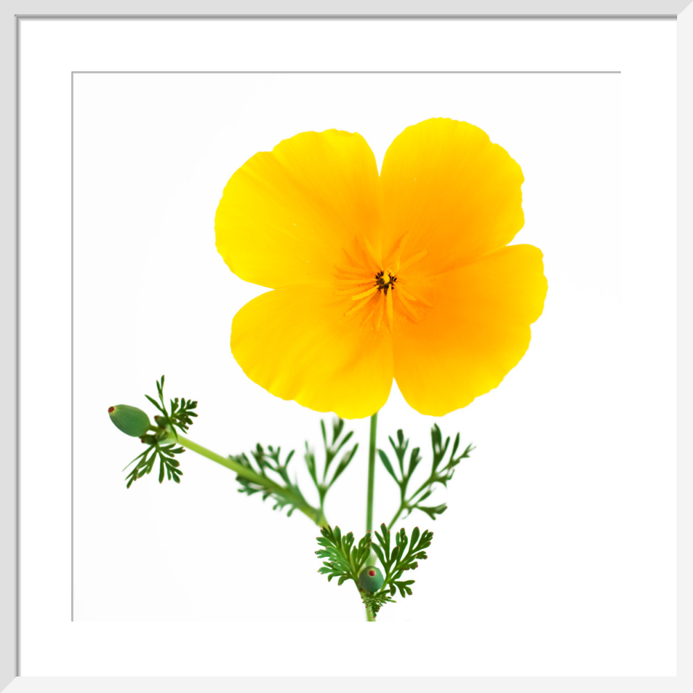 California Poppy