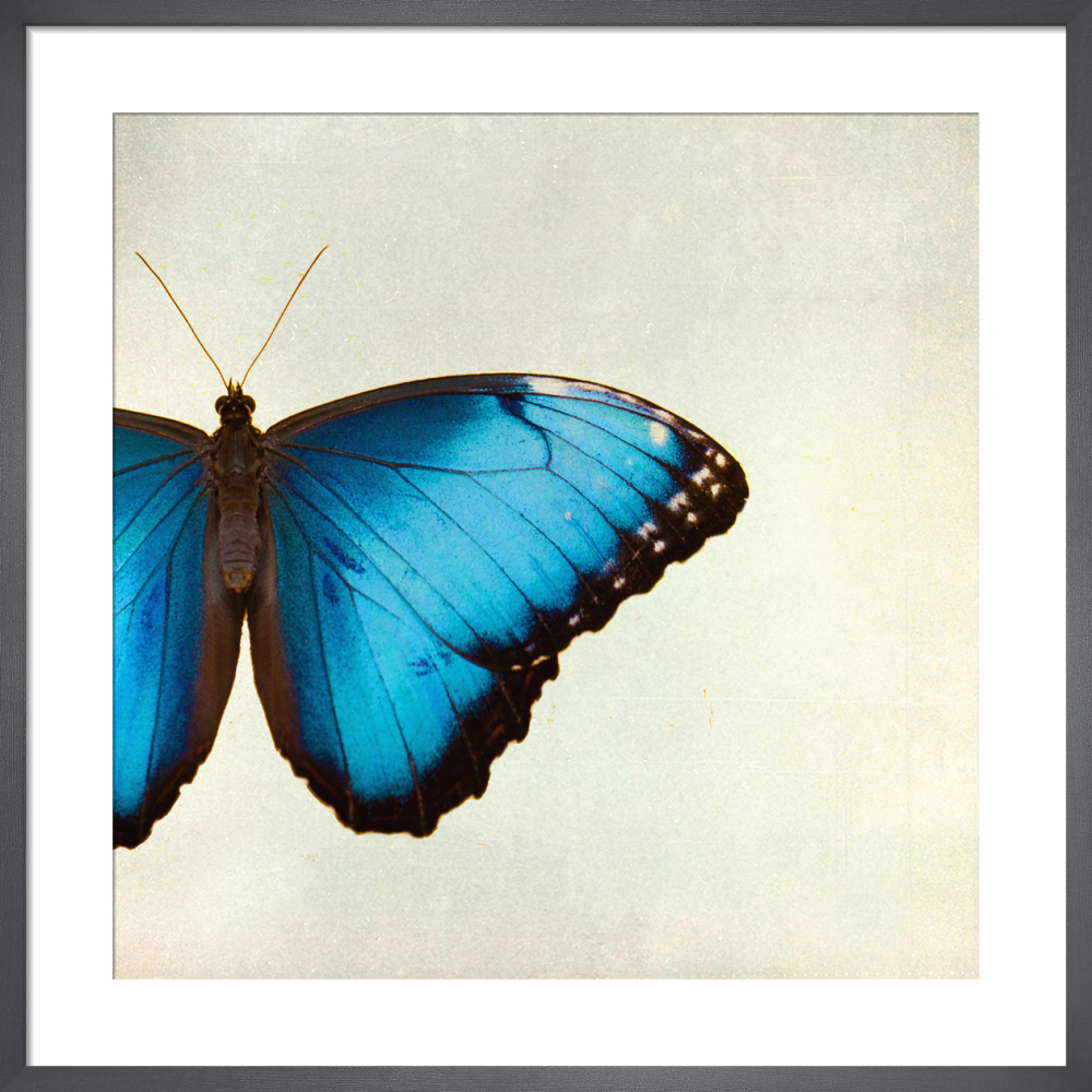 Morpho