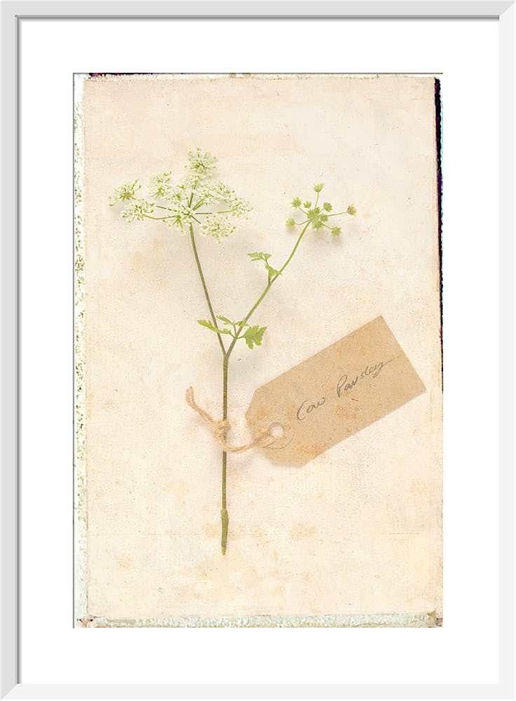 Victor the Florist - Paper Print – Sharon Schock Art