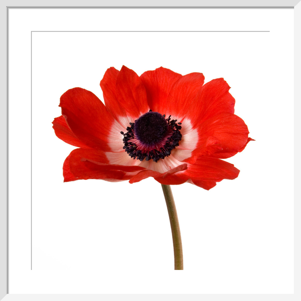 Simple Poppy