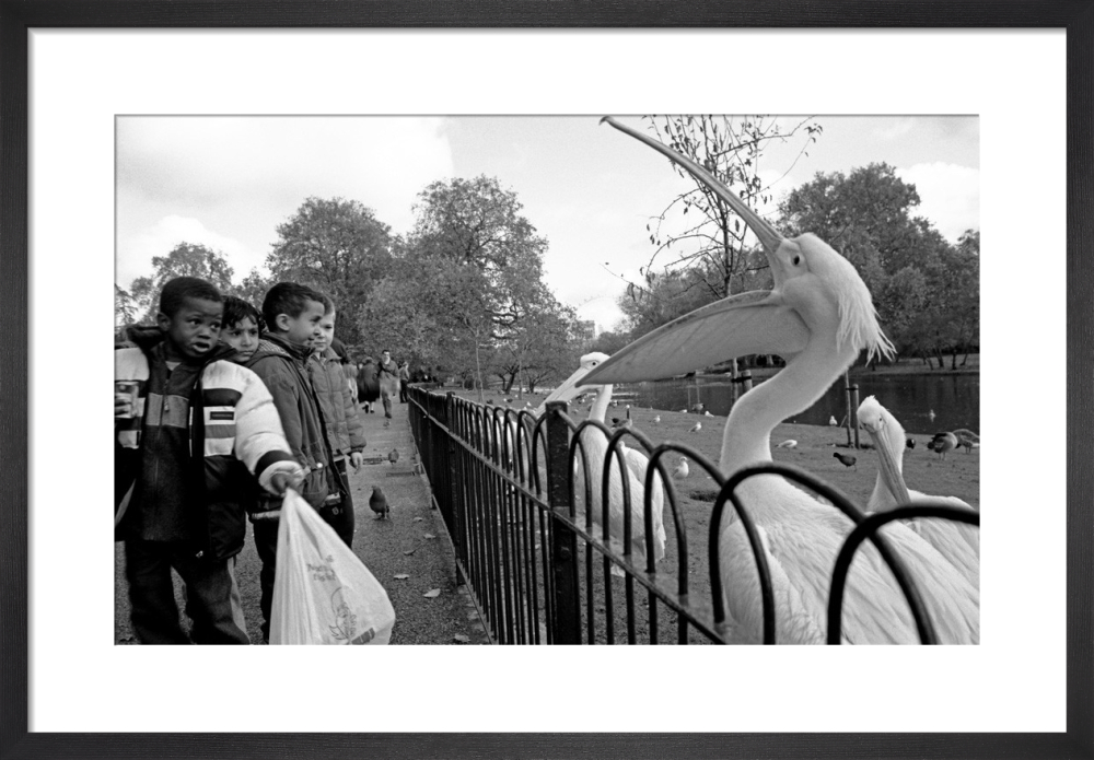 Pelican in the park, St. James' Park