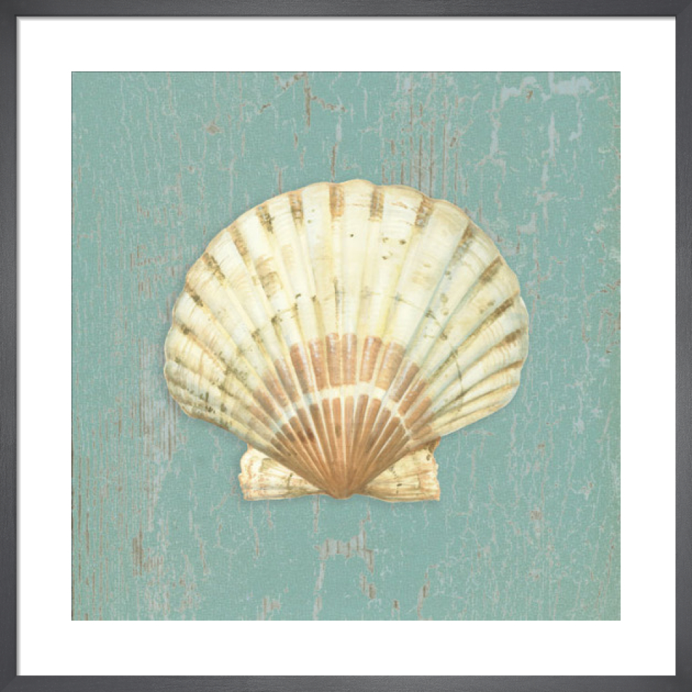 Scallop Shell