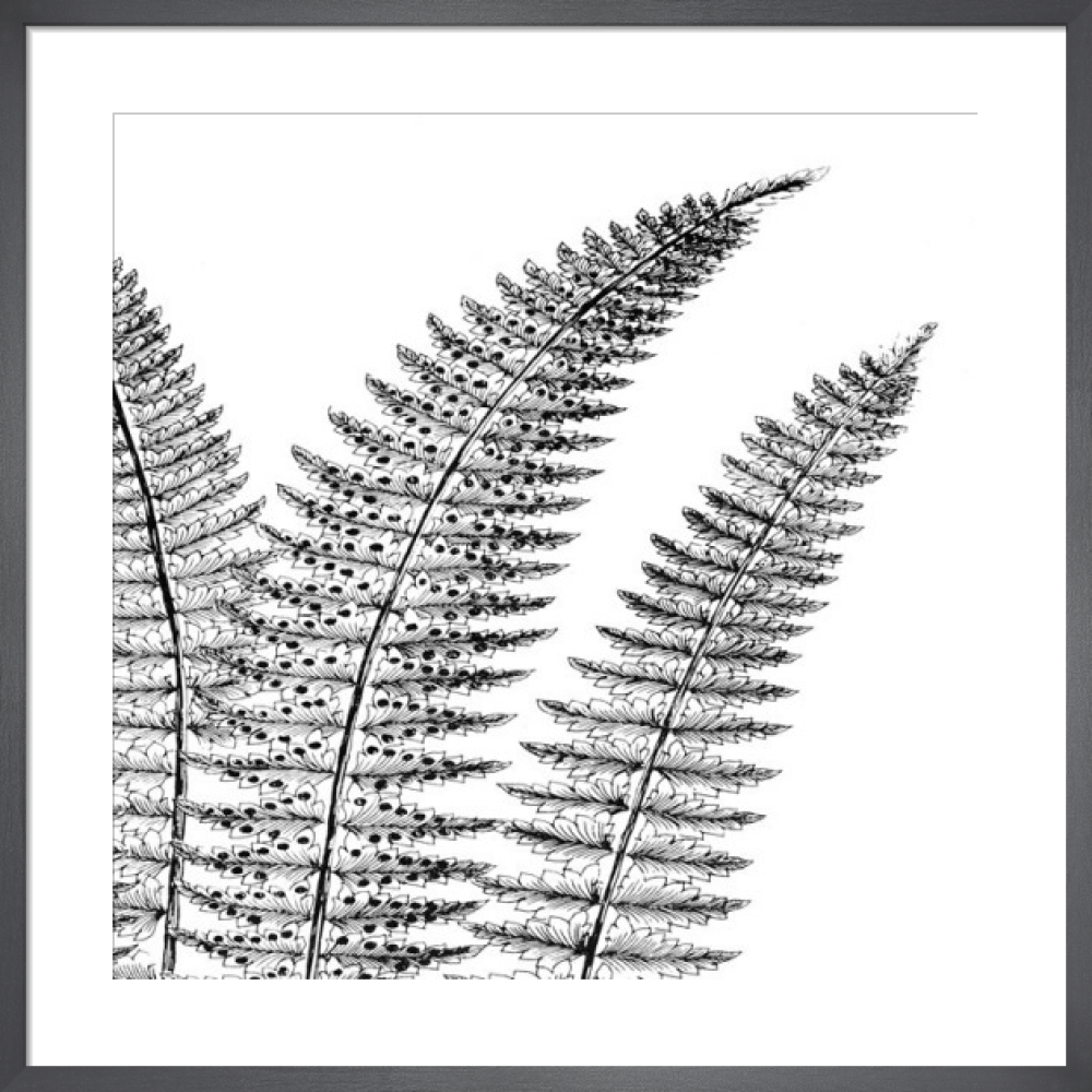 Fern II (on white)