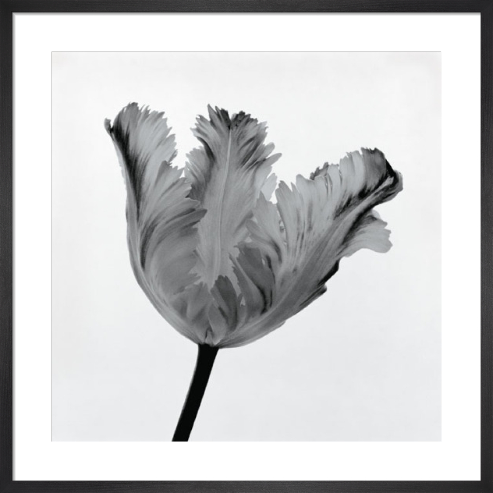 Parrot Tulip I