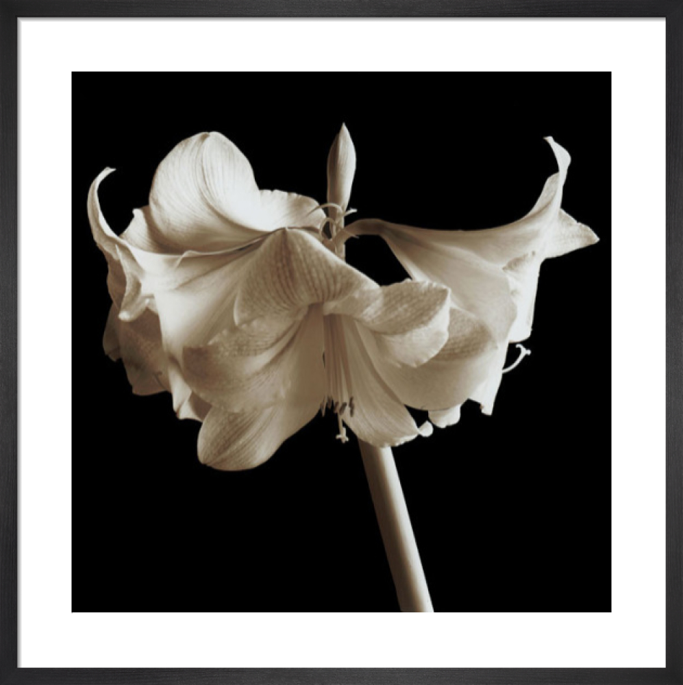 Amaryllis