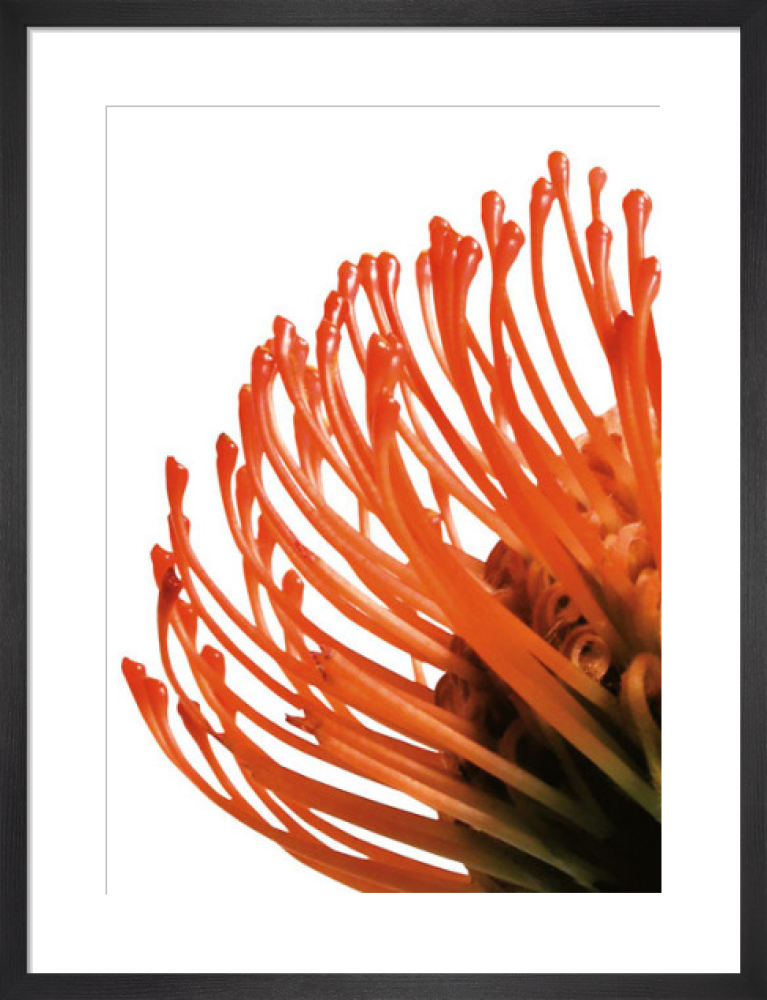 Orange Protea 4