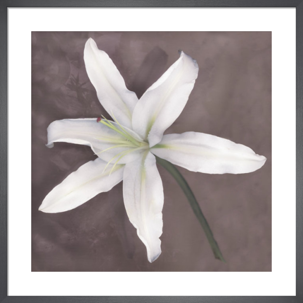 White Lily