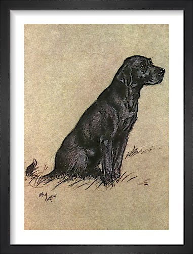 Black Labrador, 1928 by Cecil Aldin