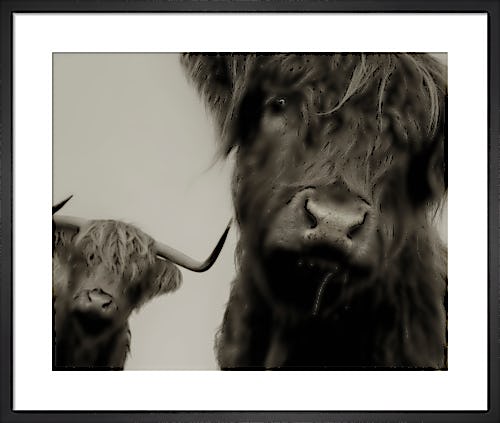 Highland Cattle Study II by Chris Tancock