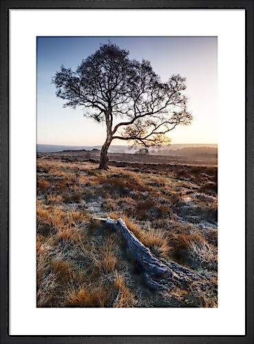 Lone Tree, Derbyshire by Doug Chinnery