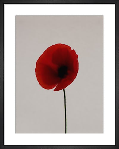 Red Poppy by Claire Brooker