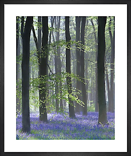 Bluebell Wood II by Doug Chinnery