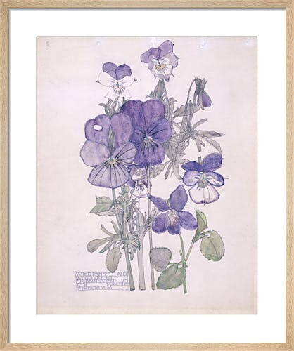 Wild Pansy and Wood Violet by Charles Rennie Mackintosh