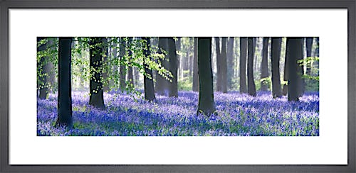 Bluebell Wood by Doug Chinnery