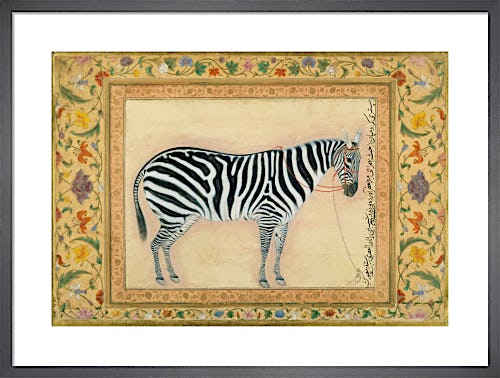 A zebra, 1621 by Mansur