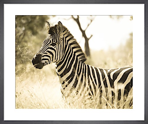 Zebra by Robert Cadloff