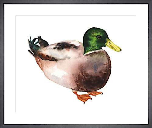 Mallard Duck by Alison Fennell